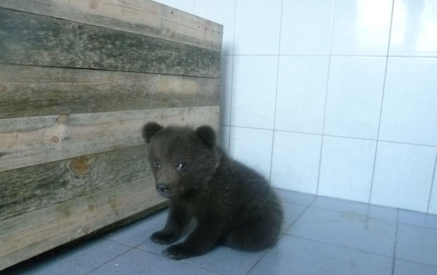 Знакомство Для Медведей Знакомство для медведей