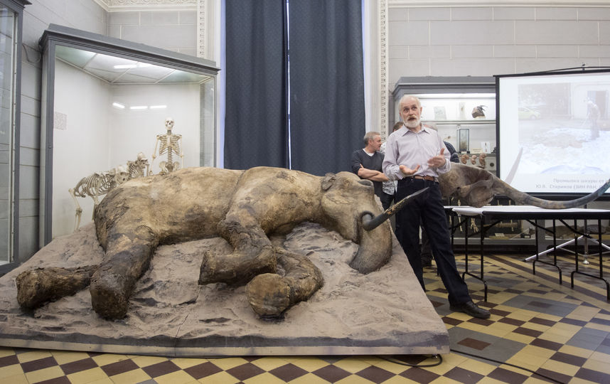 В каком музее лежит. Чучело мамонта в зоологическом музее Петербурга. Березовский мамонт Зоологический музей в Санкт-Петербурге.