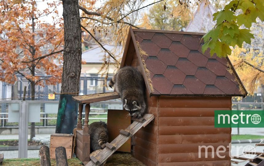 Московский зоопарк картинки животных