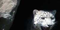 Котёнок снежного леопарда хорошо обустроился в немецком зоопарке