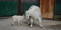 В Московском зоопарке родился козлёнок у пары снежных коз