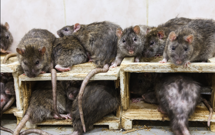 Фото крысы в метро