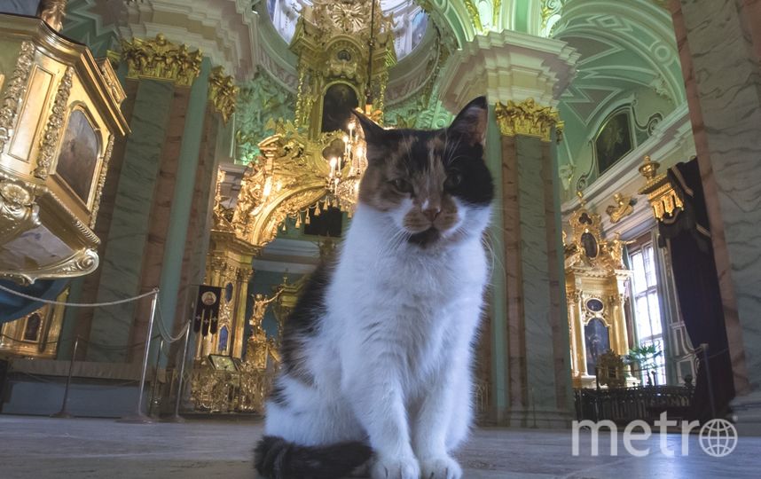 Животное эрмитажа. Кошка Капитолина Петропавловский собор. Капитолина кошка из Петропавловской крепости. Кошка Капа в Петропавловской крепости. Котик в соборе Петропавловской крепости.