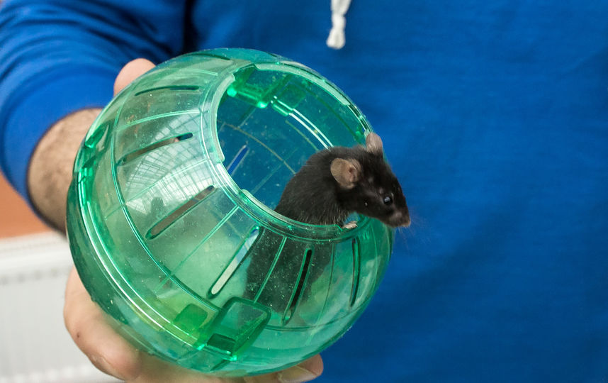 ���� ��������. 