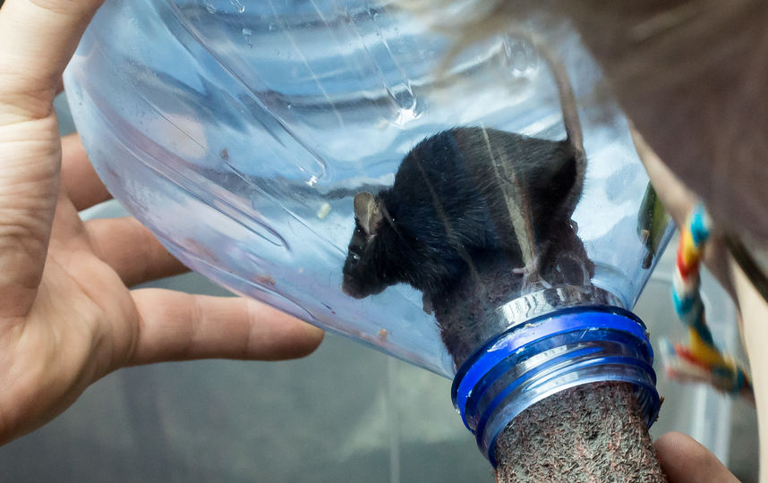 ���� ��������. 