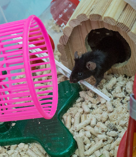 ���� ��������. 