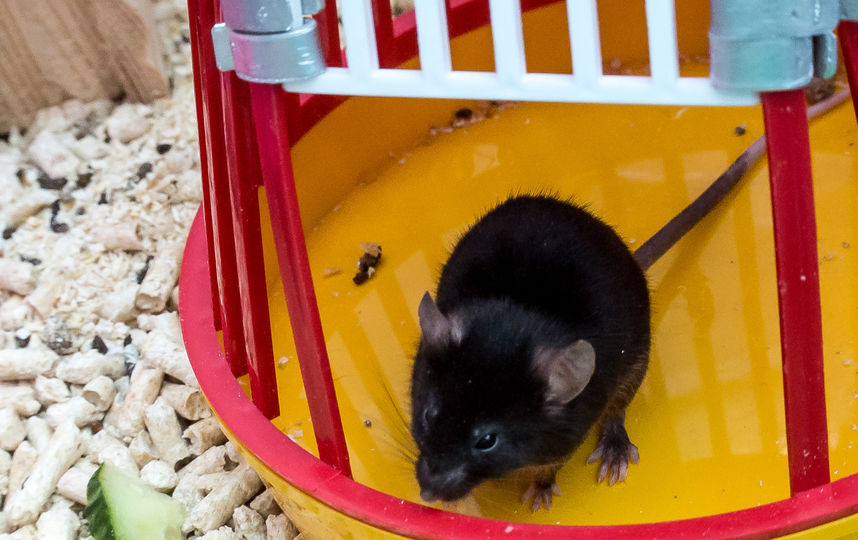 ���� ��������. 