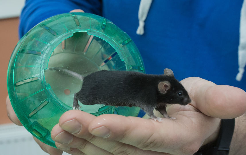 ���� ��������. 