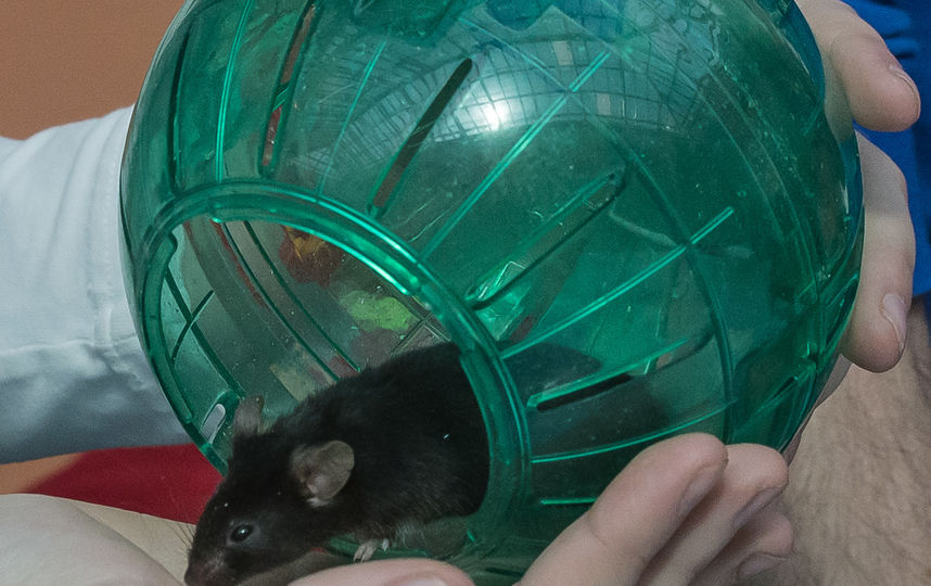 ���� ��������. 