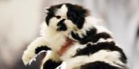 На кошачьем шоу в Афинах показали изумительного бенгальского кота