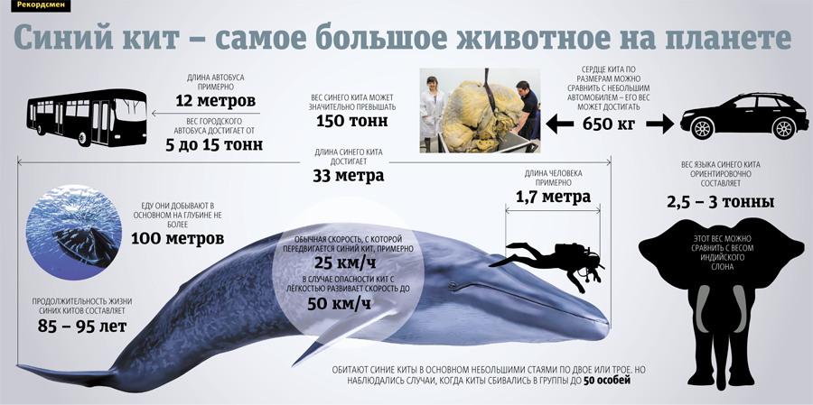Технике квиллинг, картинки 19 февраля всемирный день млекопитающих