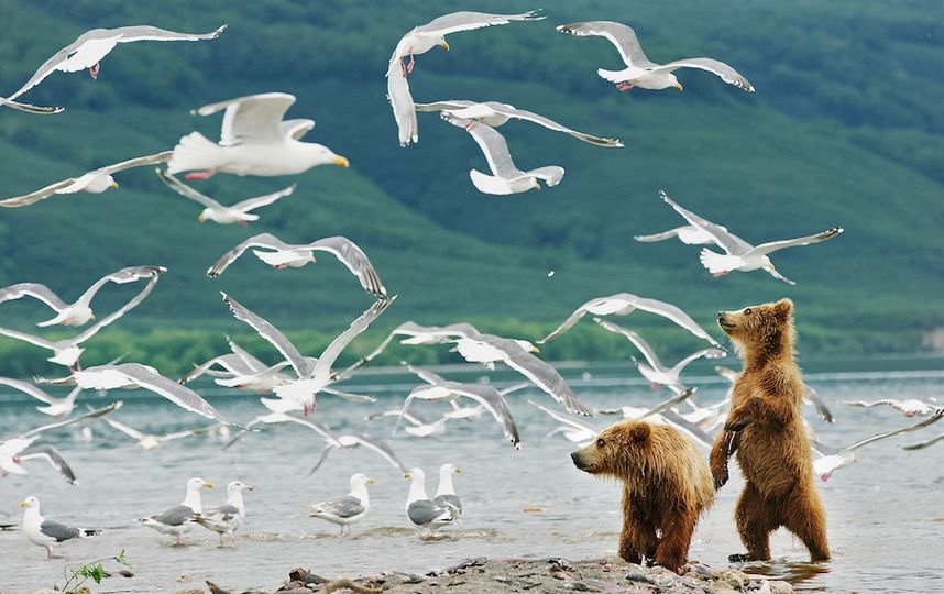 Южно камчатский заказник фото