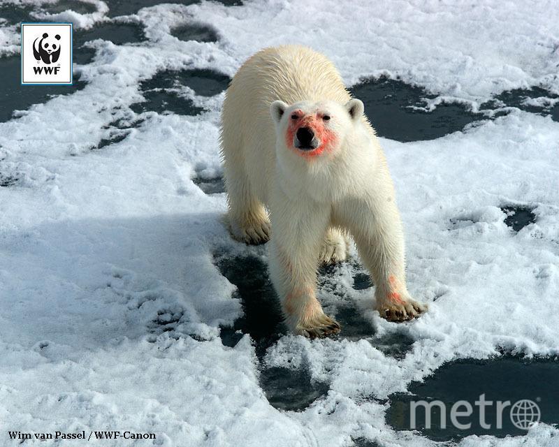 Фото самых страшных животных