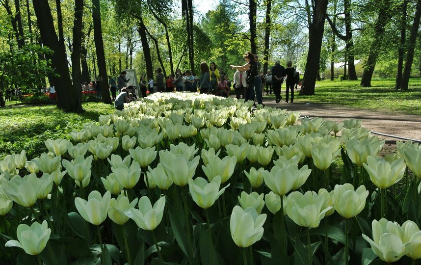 Тюльпан санкт петербург фото