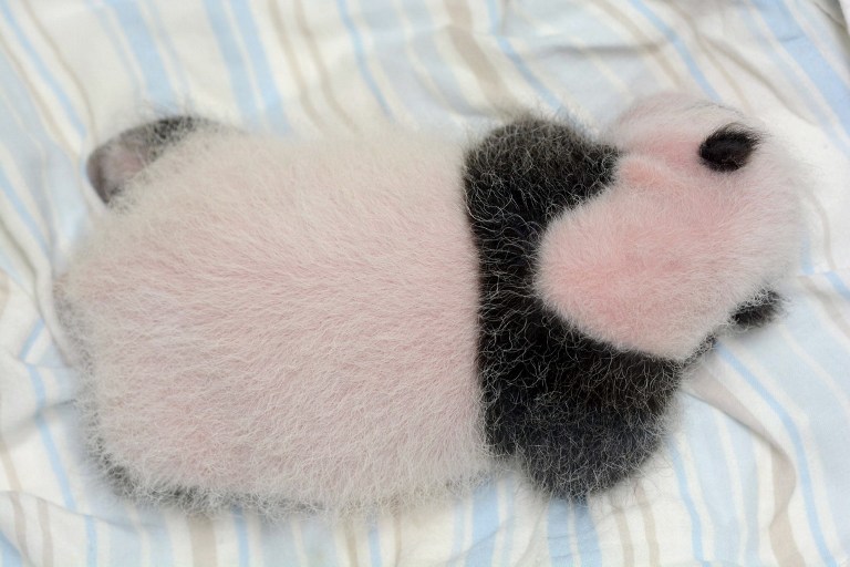 В зоопарке Тайваня показали новорожденного детеныша гигантской панды. Metro