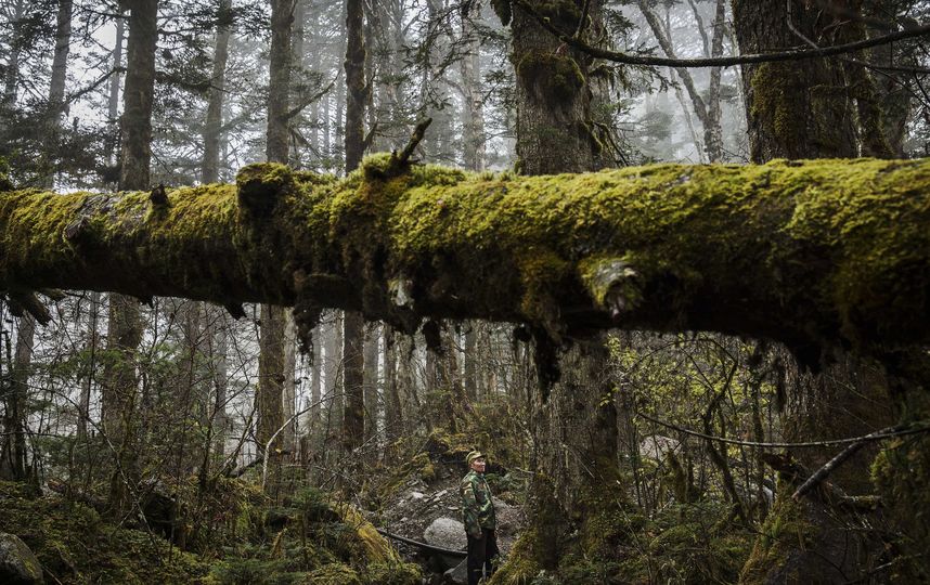 Если примут новый закон, за вход в лес придется платить. Фото Getty