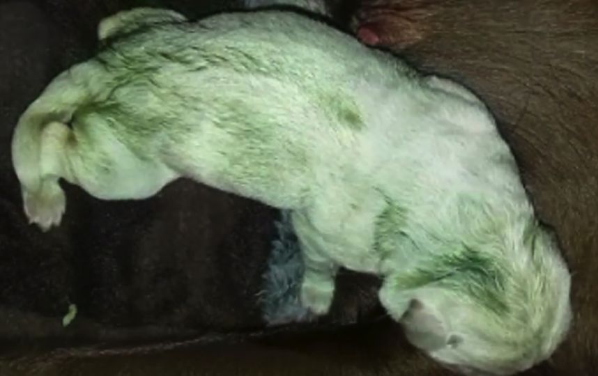В Великобритании родился зелёный щенок. Фото Скриншот Youtube.com