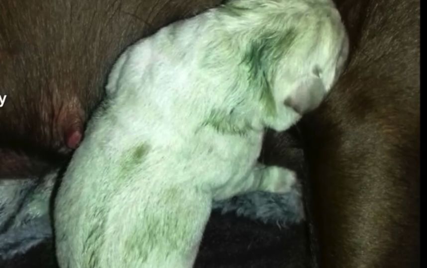 В Великобритании родился зелёный щенок. Фото Скриншот Youtube.com