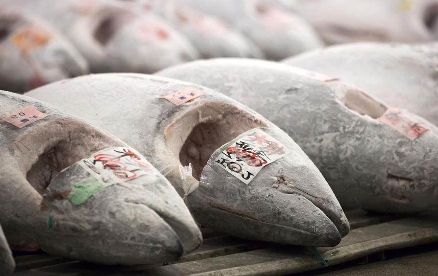 В Петербургском порту замерзли порядка 15 тонн тунца. Фото Getty