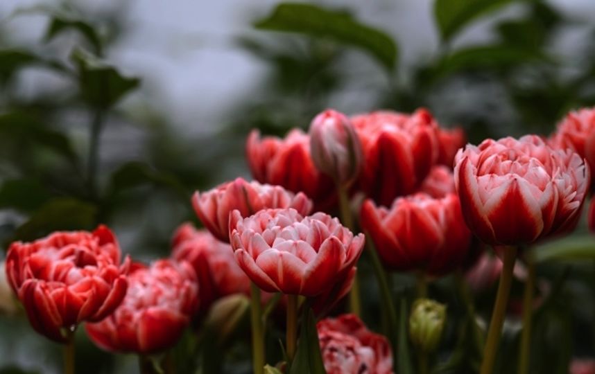 Тюльпаны. Фото РИА Новости