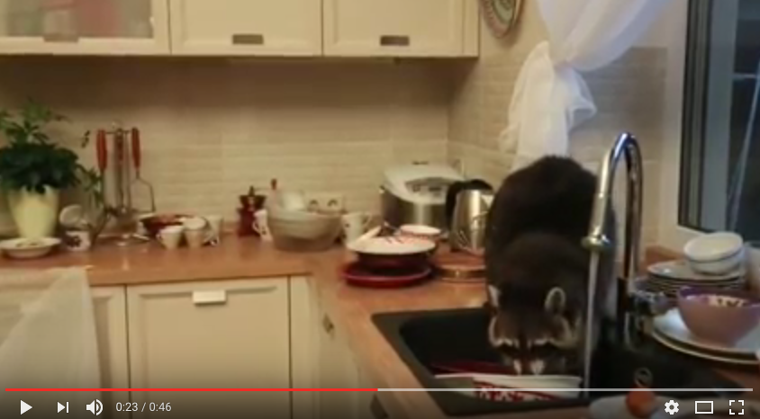 Енот моет посуду. Фото скриншот с канала X- REY на YouTube