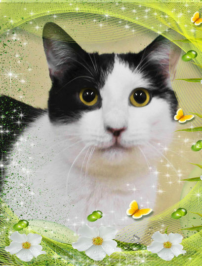 ,   .    / vk.com/all_colours_of_cats, vk.com