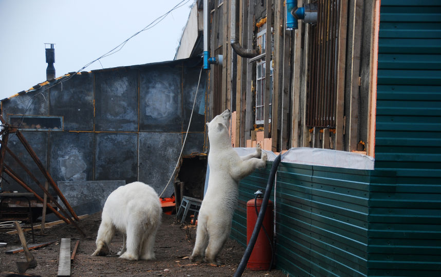 Белые медведи приходят в гости к людям целыми семьями. Фото WWF России/Виктор Никифоров