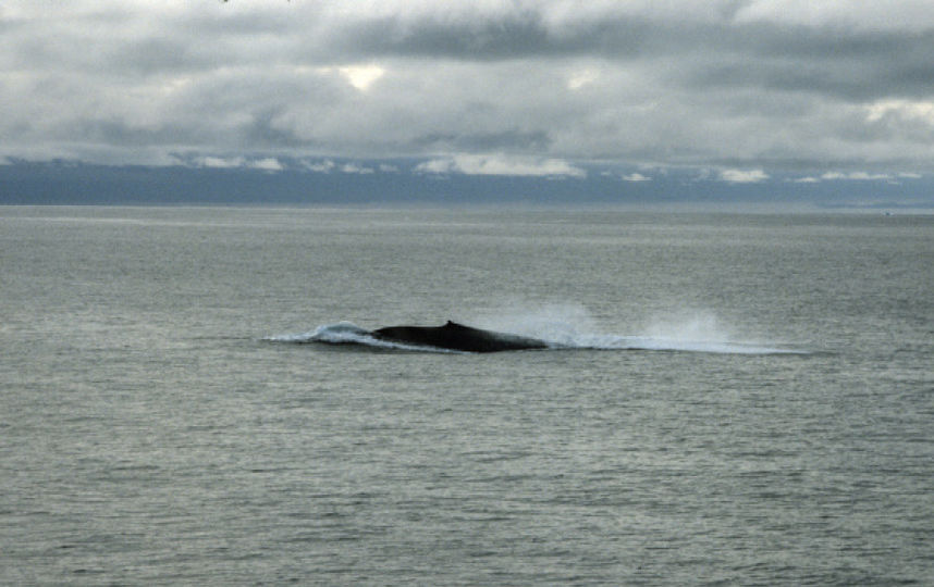 Синий кит. Фото РИА Новости