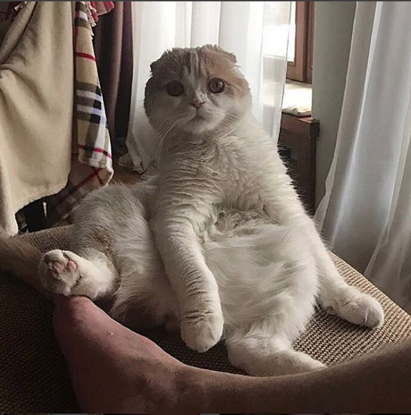У Леры Кудрявцевой пропал кот - пушистый "шотландец" по кличке Фофа. Фото Instagram