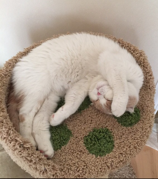 У Леры Кудрявцевой пропал кот - пушистый "шотландец" по кличке Фофа. Фото Instagram