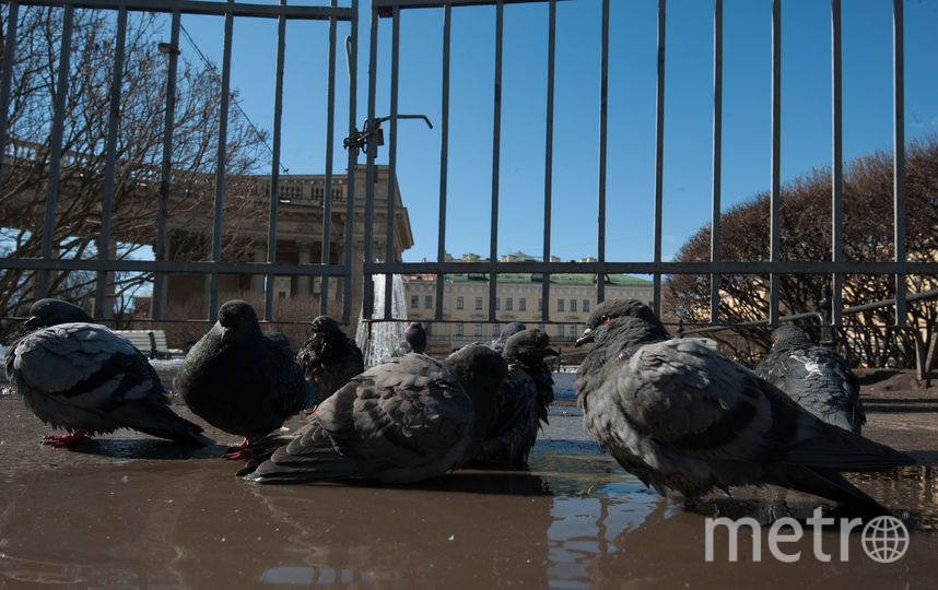 Запуск фонтанов 19 апреля. Фото Святослав Акимов, "Metro"