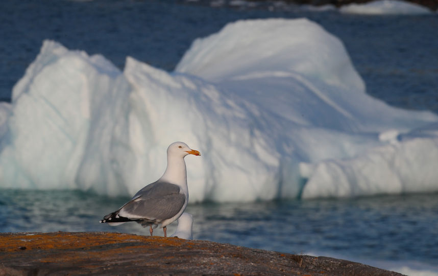Дрейф айсбергов начался у берегов Канады. Фото Getty