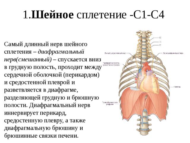 Диафрагма может болеть у человека и почему. Диафрагмальный нерв топография. Диафрагмальный нерв иннервирует. Шейное сплетение диафрагмальный нерв. Диафрагмальный нерв иннервирует диафрагму.